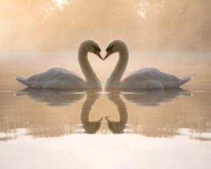 fondos-de-escritorio-de-amor-pareja-de-cisnes-600x480