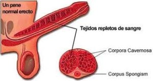 pene-cuerpo-cavernoso
