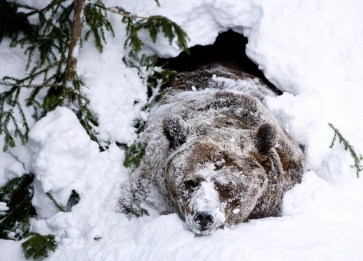oso-hibernacion.jpg